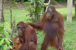 foto Orangutn Trek