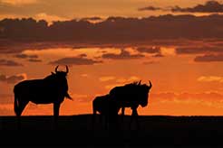 foto Safari Fotogrfico Masai Mara