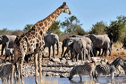 foto Ruta del Okavango Clsico