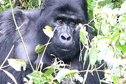 foto Gorila Trek Fin de Ao (VIAJES DE NAVIDAD)