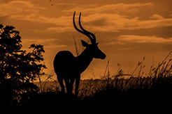 foto Safari fotogrfico Kenya