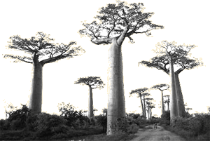 VIAJES Madagascar baobabs