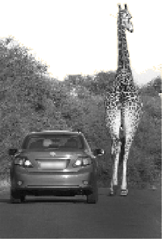 girafa NAMIBIA VIAJES
