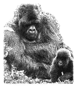 gorila VIAJES UGANDA
