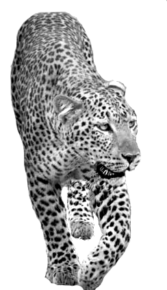 leopardo NAMIBIA VIAJES