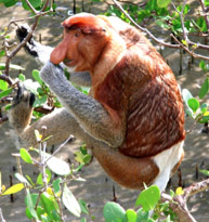  viaje malasia orangutan