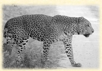 viajes srilanka leopardo