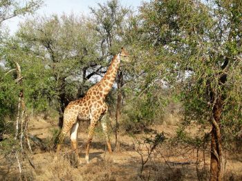 Safari en 4x4, PN Kruger.  Sudáfrica.: Sudáfrica, Lesotho, Mauricio