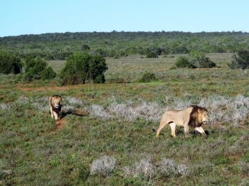 Safari en 4x4, PN Kruger.  Sudáfrica.: Sudáfrica, Swaziland