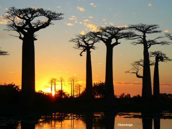 Avenida de los Baobabs: Madagascar