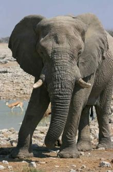 Elefante. Safari en el Parque nacional de Etosha. Namibia.: Namibia