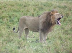 Leon bostezando en Masai Mara.: Kenya