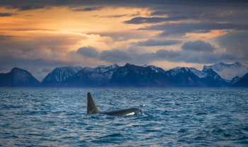 Orca en Vesterålen : Noruega