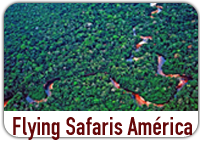 Flying Safaris América