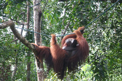 foto Selvas de Borneo Grupo