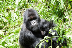 imagen Uganda, Rwanda