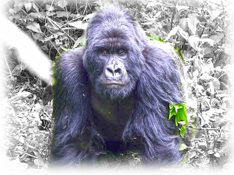 Gorila en Bosque Impenetrable de Bwindi