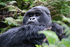 foto Gorila Trek Semana Santa