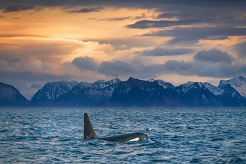 foto Noruega: Lofoten, Vesteralen y ballenas en primavera. Aventura confort