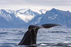 foto Noruega: Lofoten, Tromso y ballenas
