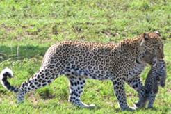 foto Wild Safari
